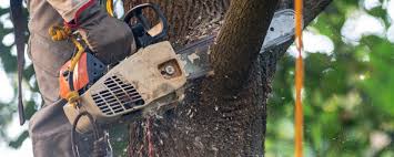 Best Tree Cabling and Bracing  in Wood Ridge, NJ