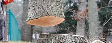 How Our Tree Care Process Works  in  Wood Ridge, NJ
