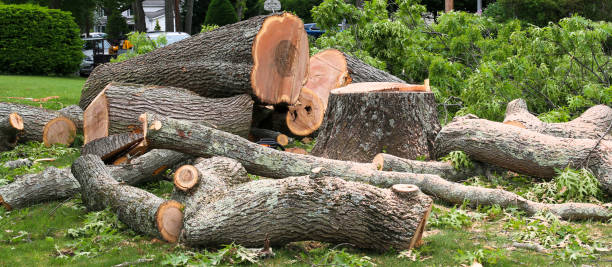 Best Tree Disease Treatment  in Wood Ridge, NJ