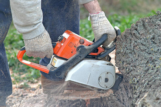 Best Stump Grinding and Removal  in Wood Ridge, NJ